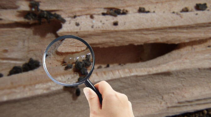 Termite  Inspection