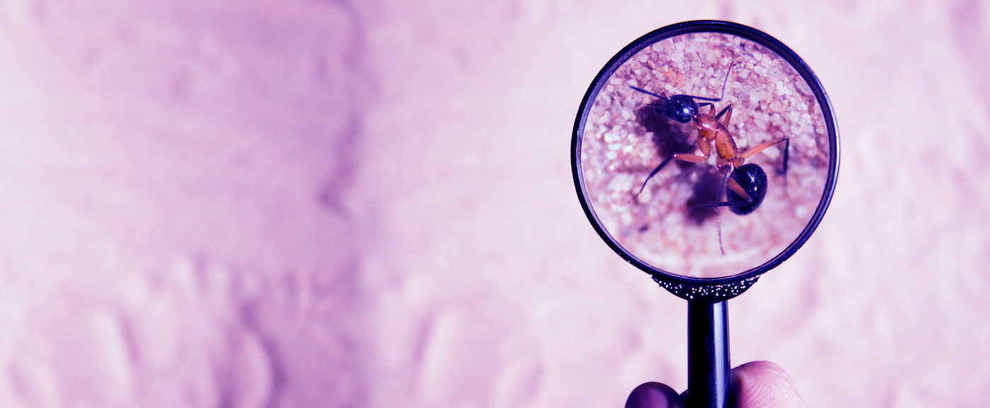 pest inspection service Keysborough